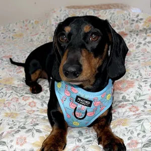 Flocktail Hour  - Adjustable Dog Harness